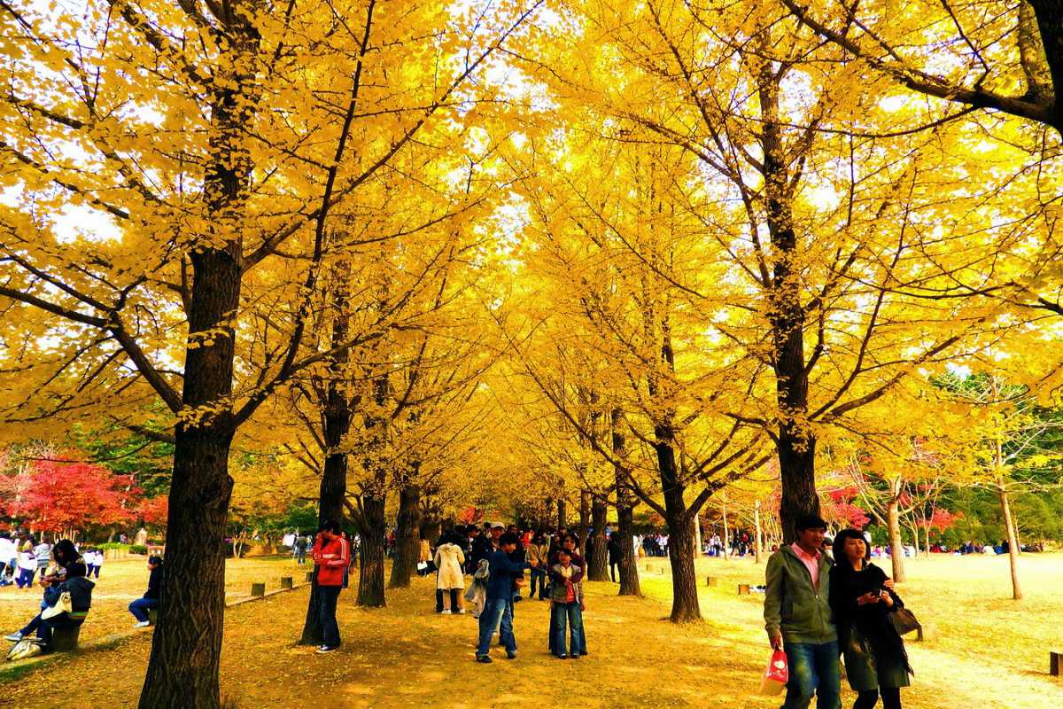 DU LỊCH HÀN QUỐC MÙA NÀO ĐẸP NHẤT NẾU BẠN MUỐN THẤY SẮC VÀNG NGẬP TRÀN LÃNG MẠN HÃY ĐẾN HÀN QUỐC MÙA HÈ SANG THU TOUR TP HCM HÀ NỘI -BUSAN - DU THUYỀN -TÀU VEN BIỂN - SEOUL - NAMI 6 NGÀY 5 ĐÊM GIẢM GIÁ SÂU 