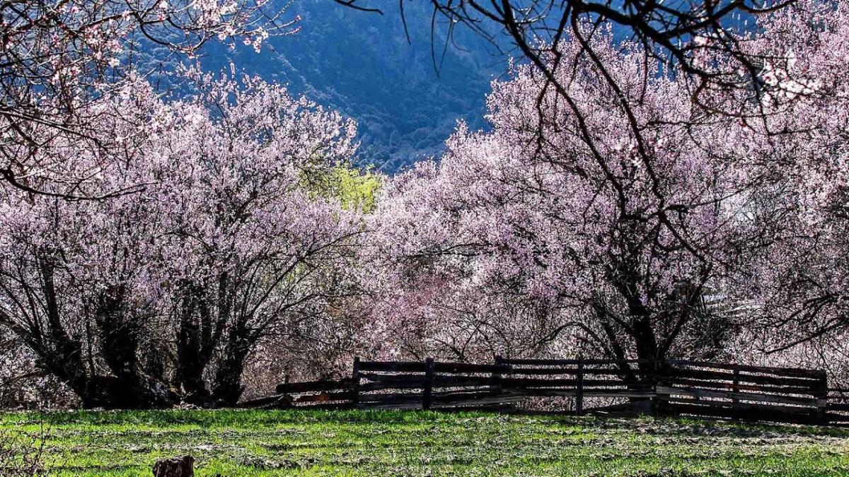 KHÁM PHÁ TÂY TẠNG – NGẮM HOA ĐÀO NYING CHI